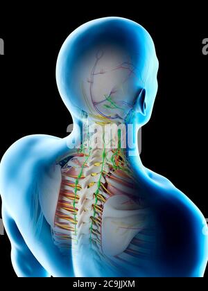 Männliche Kopf- und Halsanatomie, Computerdarstellung. Stockfoto