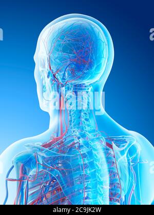Blutgefäße von Kopf und Hals, Computerdarstellung. Stockfoto