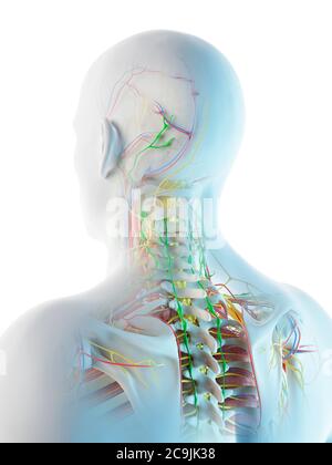 Männliche Kopf- und Halsanatomie, Computerdarstellung. Stockfoto