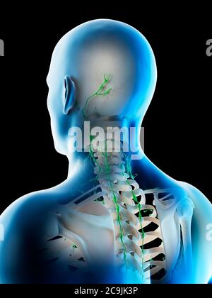 Lymphknoten des Kopfes und Halses, Computer-Illustration. Stockfoto