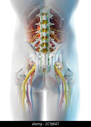 Anatomie des männlichen Beckens, Computerdarstellung. Stockfoto