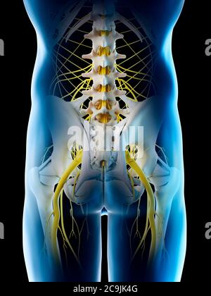 Nerven des männlichen Beckens, Computerdarstellung. Stockfoto