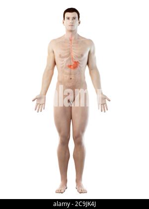 Magen, computer Abbildung. Stockfoto