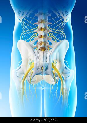 Nerven des männlichen Beckens, Computerdarstellung. Stockfoto