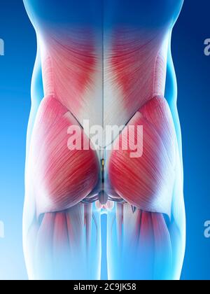 Männliche Hüftmuskeln, Computerdarstellung. Stockfoto