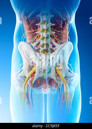 Anatomie des männlichen Beckens, Computerdarstellung. Stockfoto