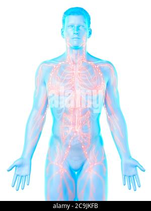 Lymphsystem, Computer-Illustration. Stockfoto