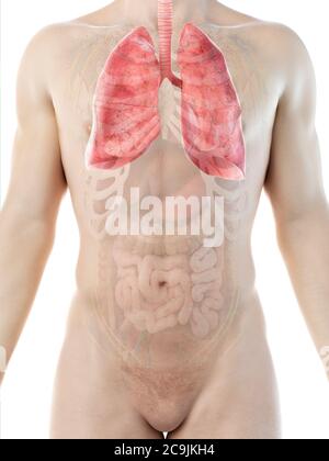 Lungenanatomie, Computerdarstellung. Stockfoto
