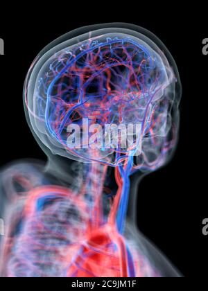Blutgefäße des Kopfes, Computer-Illustration. Stockfoto