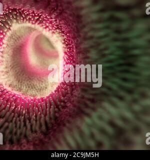 Darmzotten, computer Abbildung. Stockfoto