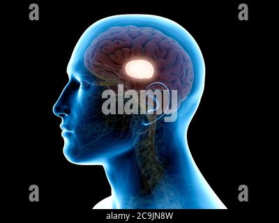 Thalamus, Computer-Illustration. Stockfoto