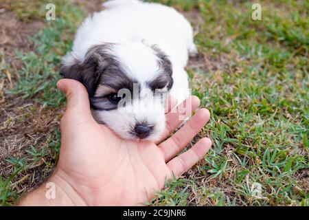 Welpe bichon Frize mit braunen und weißen Flecken spielen mit seinem Besitzer. Stockfoto