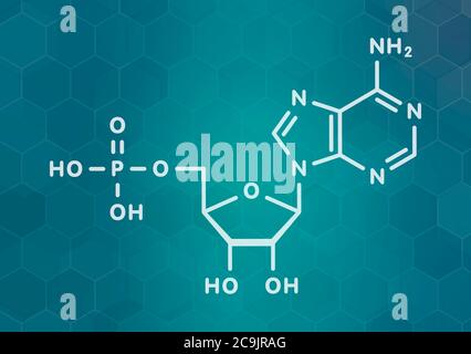 Adenosinmonophosphat (AMP, Adenylsäure)-Molekül. Nukleotidmonomer der RNA. Bestehend aus Phosphat, Ribose und Adenin-Moose. Weißer Skelett f Stockfoto