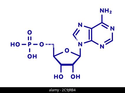 Adenosinmonophosphat (AMP, Adenylsäure)-Molekül. Nukleotidmonomer der RNA. Bestehend aus Phosphat, Ribose und Adenin-Moose. Blau Skelett fo Stockfoto