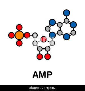 Adenosinmonophosphat (AMP, Adenylsäure)-Molekül. Nukleotidmonomer der RNA. Bestehend aus Phosphat, Ribose und Adenin-Moose. Stilisiertes Skelett Stockfoto