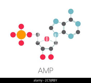 Adenosinmonophosphat (AMP, Adenylsäure)-Molekül. Nukleotidmonomer der RNA. Bestehend aus Phosphat, Ribose und Adenin-Moose. Stilisiertes Skelett Stockfoto