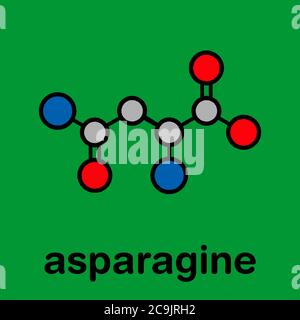 Asparagin (L-Asparagin, ASN, N) Aminosäuremolekül. Stilisierte Skelettformel (chemische Struktur). Atome werden als farbcodierte Kreise mit Thi dargestellt Stockfoto