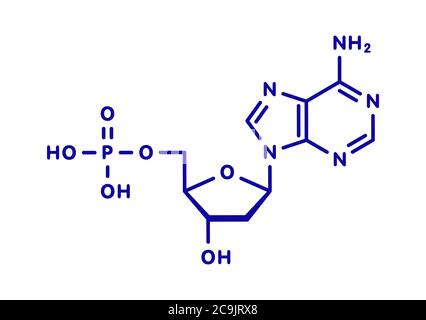 Desoxyadenosin-Monophosphat (feuchtes) Nukleotidmolekül. DNA-Baustein. Blaue Skelettformel auf weißem Hintergrund. Stockfoto