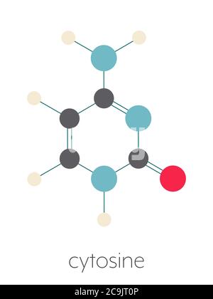 Cytosin-Pyrimidin-Nukleobase-Komponente. Eine der Basen in DNA und RNA gefunden. Stilisierte Skelettformel (chemische Struktur). Atome werden als CO dargestellt Stockfoto