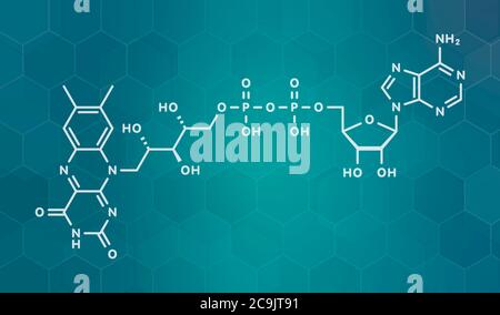 Flavin-Adenin-Dinucleotid (FAD)-Redox-Coenzym-Molekül. Weiße Skelettformel auf dunklem blauem Gradienten-Hintergrund mit sechseckigem Muster. Stockfoto