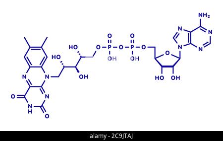 Flavin-Adenin-Dinucleotid (FAD)-Redox-Coenzym-Molekül. Blaue Skelettformel auf weißem Hintergrund. Stockfoto