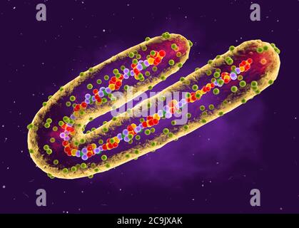 Marburg-Virus, ausgeschnittene Illustration. Dieses tubuläre RNA-Virus (Ribonukleinsäure) verursacht Marburg-Hämorrhagiefieber beim Menschen und nicht-menschlichen Primaten. Sy Stockfoto