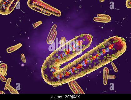 Marburg-Virus, ausgeschnittene Illustration. Dieses tubuläre RNA-Virus (Ribonukleinsäure) verursacht Marburg-Hämorrhagiefieber beim Menschen und nicht-menschlichen Primaten. Sy Stockfoto