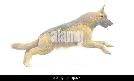 Hund Gehirn und Nerven, Computer-Illustration. Stockfoto