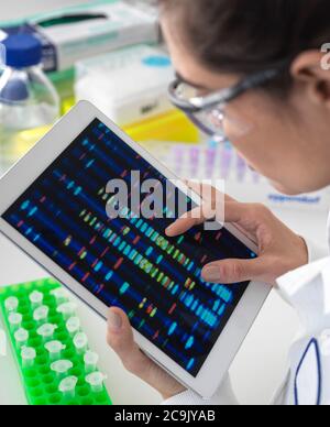 Wissenschaftler betrachten DNA-Profile (Desoxyribonukleinsäure) auf einer Touchscreen-Tablette während eines genetischen Experiments. Stockfoto