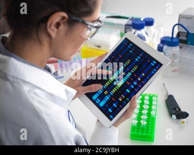 Wissenschaftler betrachten DNA-Profile (Desoxyribonukleinsäure) auf einer Touchscreen-Tablette während eines genetischen Experiments. Stockfoto