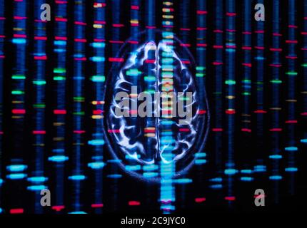 Genetische Forschung, konzeptuelles Bild. DNA-Profil (Desoxyribonukleinsäure) und ein Hirnscan Stockfoto