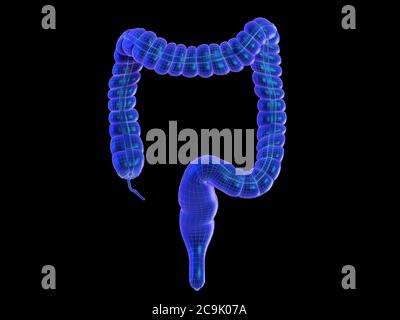 Menschlichen Darm, Abbildung. Stockfoto