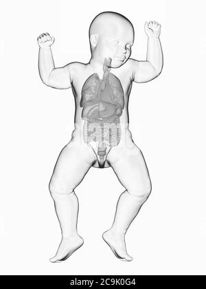 Innere Organe des Babys, Illustration. Stockfoto