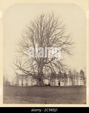 James Sinclair, 14. earl of Caithness (Britisch - Great Beech on Manor Hill Stockfoto