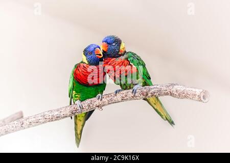 Gruppe paar von zwei niedlichen bunten kleinen Lorikeet Papageien küssen. Schöne wilde tropische Tiere Vögel sitzen auf Baum Zweig. Die Schönheit der Tierwelt na Stockfoto