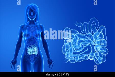 Weibliche Dünndarm, Illustration. Stockfoto