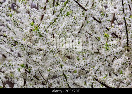 Pflaume (Prunus sp.) blühen. Stockfoto