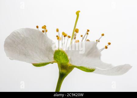 Birne (Pyrus sp.) Blume. Stockfoto