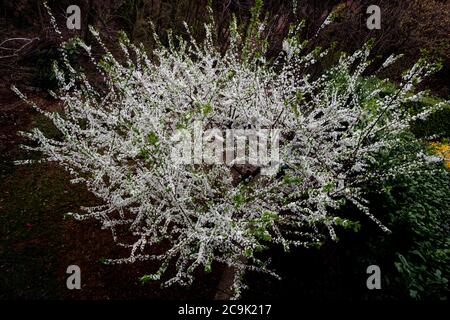 Pflaume (Prunus sp.) blühen. Stockfoto