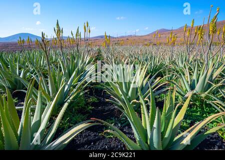 Plantage von Aloe Vera auf Fuerteventura, Kanarische Inseln. Stockfoto