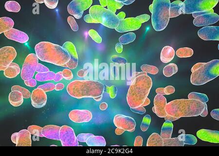 Porphyromonas gingivalis orales Bakterium, Computerdarstellung. P. gingivalis (früher als Bacteroides gingivalis bekannt) ist Teil der normalen Flora o Stockfoto