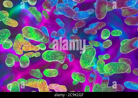 Porphyromonas gingivalis orales Bakterium, Computerdarstellung. P. gingivalis (früher als Bacteroides gingivalis bekannt) ist Teil der normalen Flora o Stockfoto