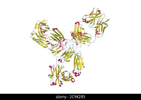 Pembrolizumab-Antikörper. Computermodell, das die Struktur des Pembrolizumab-Antikörpers zeigt. Es ist ein humanisierter IgG4-Antikörper, der in der Krebsimmuntherapie verwendet wird, Stockfoto