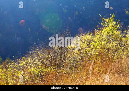 Herbstnatur mit bunten Pflanzen und Bäumen am Hügelrand Stockfoto