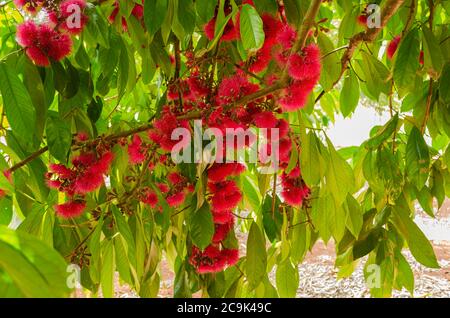 Otaheite Apfelblüten Und Blatt Stockfoto