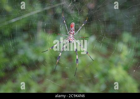 Weibliche Goldene Seidenspinne. Trichonephila, Clavipes. Im Internet. Stockfoto