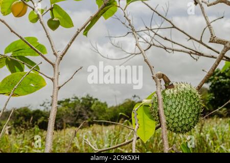 Mountain Sop Frucht Und Blüte Auf Baum Stockfoto