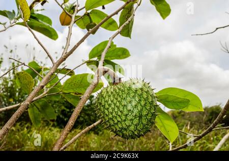 Mountain Sop Auf Tree Stockfoto