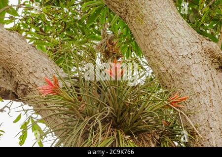 Ein großer Keuler aus wilder Kiefer, der auf einem Ast wächst, eines Mangobaumes blüht orange gefärbte Blüten. Stockfoto