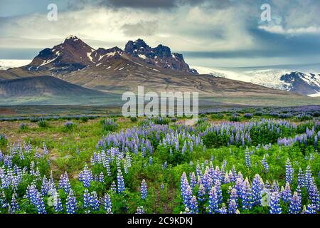 Sommerzeit, mit violetten Lupinenblüten in voller Blüte in der ganzen Gegend. Der Hintergrund ist hohe Berge, schöne Form, mit Schnee und Gracia auf Stockfoto